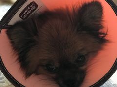 回家恢复中-伟伟宠物医院·CT影像中心·瑞派犬猫综合性门诊(汉口总院)