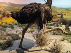 -国家自然博物馆