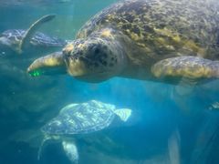 -烟台海昌鲸鲨海洋公园