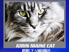 -十年猫舍·猫咪专门店(普陀店)
