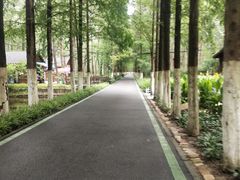 -合肥滨湖国家森林公园