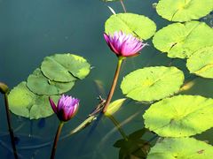 -国家植物园南园