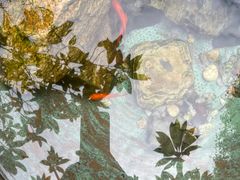 -肴约·花园式餐厅(湖里店)