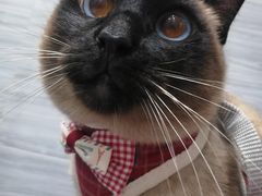 -瑞派名望24h动物医院异宠专科·猫专科·骨科·重症监护分院