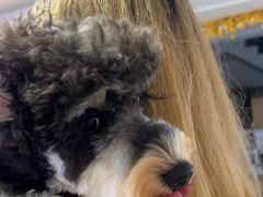 -翊宠yipet猫狗购宠庄园