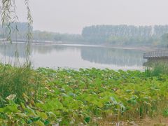 -东郊湿地公园
