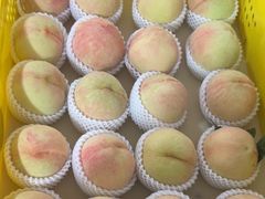 -老袁家蜜桃农场·阳山水蜜桃