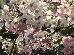 -高东镇樱花园
