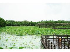 iphone_upload_pic-大湾区中央湿地公园