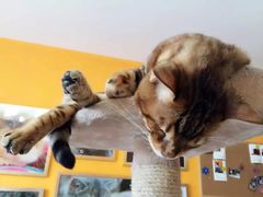-李小姐の猫咖啡馆(五角场店)