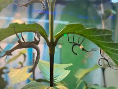 -上海大自然野生昆虫馆