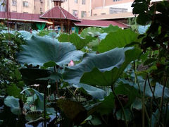 android_upload_pic-荷香居(洞企石路店)