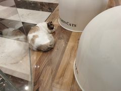 -袖虎·猫馆(体育西路店)