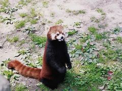 -上海野生动物园