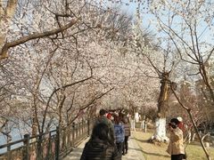 -桃花堤公园