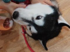 -Husky Go! 哈士奇体验馆·宠物咖啡厅狗咖