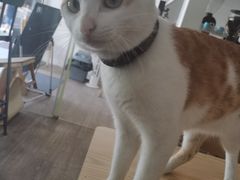 大橘猫-WATER CAFE(广厦店)