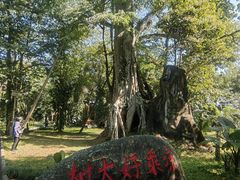 -瑞丽独树成林风景区