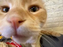 -平行世界·猫咖(首经贸店)
