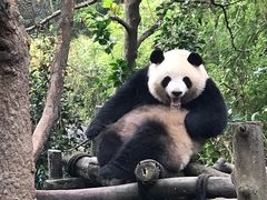 -都江堰中华大熊猫苑