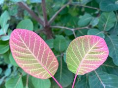 -玉林烤鸭店(小西天店)