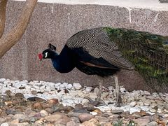 -惠州金海湾嘉华度假酒店