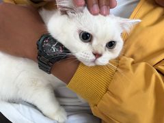 -灵美宠物诊所