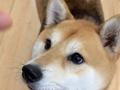 -是阿柴呀！柴犬咖啡·爱喵喵猫咖