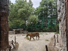 -上海野生动物园老虎餐厅