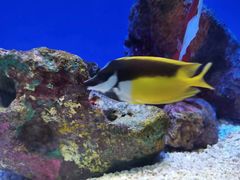 -上海海洋水族馆