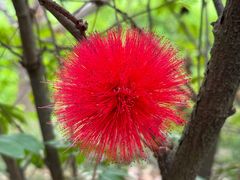 -华侨城湿地公园