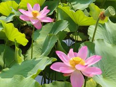 -莲花池公园