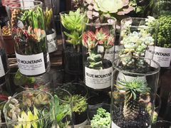 -双季花艺园艺市场(浦东店)