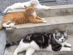 -小时光咖啡馆(开森度假森林店)