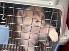 -伟伟宠物医院·CT影像中心·瑞派犬猫综合性门诊(汉口总院)