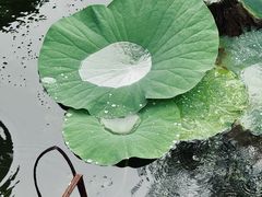 -北陵公园