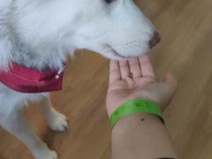 -Husky Go! 哈士奇体验馆·宠物咖啡厅狗咖