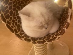 -猫腻·猫咖·撸猫馆(星光大道店)