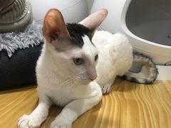 -李小姐の猫咖啡馆(五角场店)