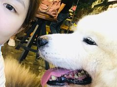 -more than meow吴止猫主题餐厅(承德 中船汇店)