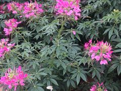 -松山湖梦幻百花洲