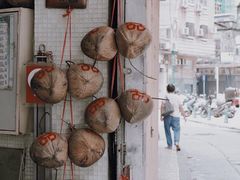 -洪馨椰子