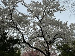 -山东大学(洪家楼校区)