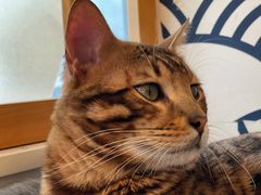 -Let's go狗咖·猫咖·奶狗·桌游(春熙路IFS店)
