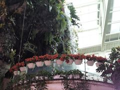 -正佳雨林生态植物园