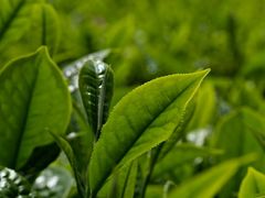 -中粮中茶·普洱茶·白茶茶叶·礼品旗舰店