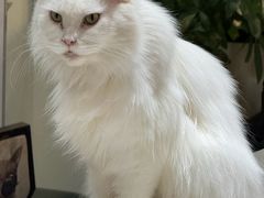 -猫小院猫主题餐厅(南锣旗舰店)
