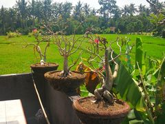 -Warung Babi Guling Ibu Oka 3