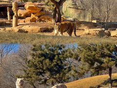 -北京野生动物园