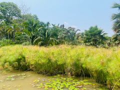 -中国科学院西双版纳热带植物园